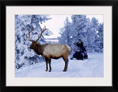 United States, Wyoming, Yellowstone NP, Elk