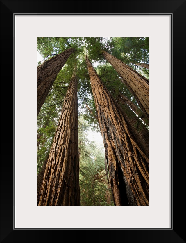 USA, California, Muir Woods National Monument