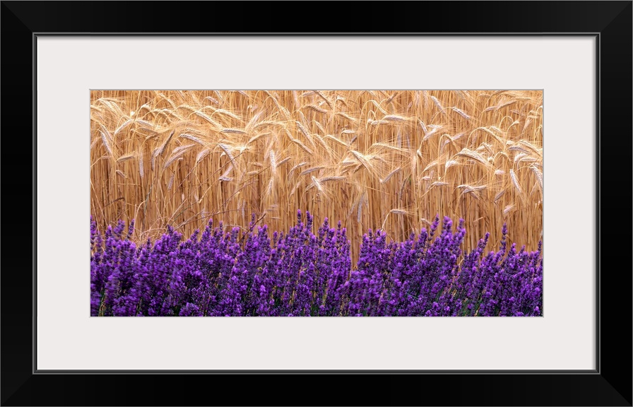 Wheat and lavender, Field of wheat and lavender