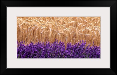 Wheat and lavender, Field of wheat and lavender