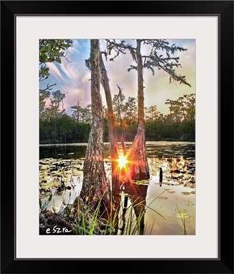 Cypress Swamp Sunset Red Sun Reflection Lily Pads