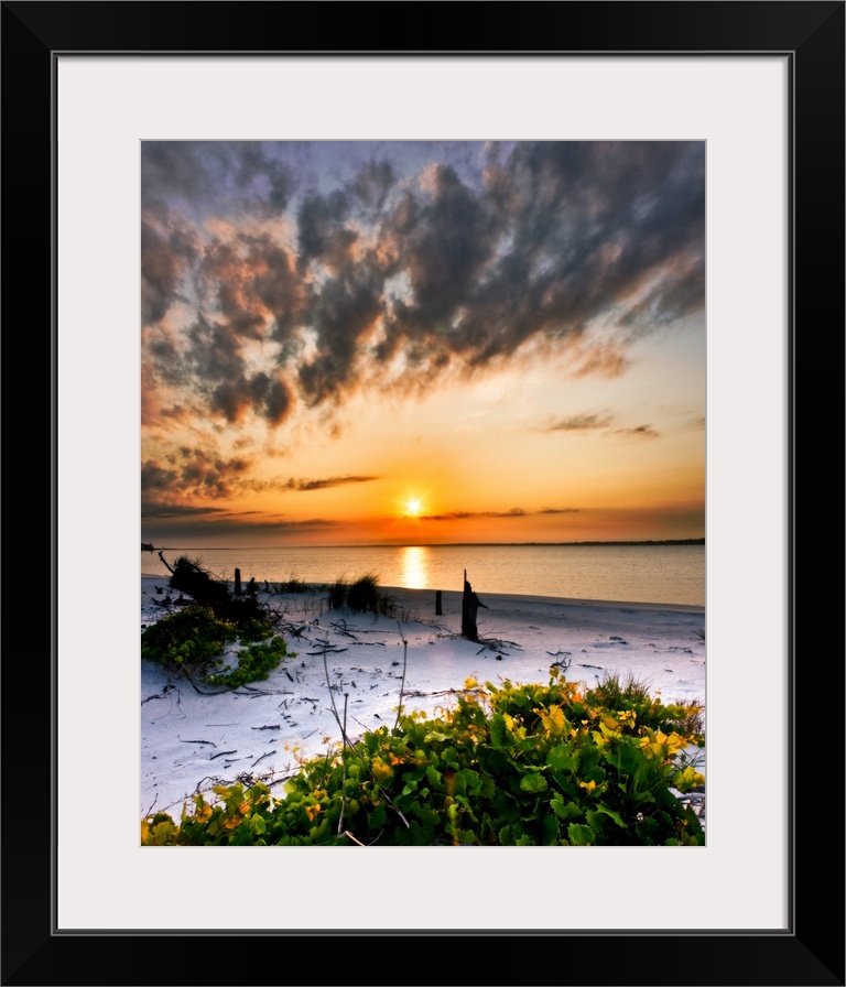 A wild grape vine grows along the beach before a dark orange sunset over the beach. Landscape taken in Navarre, Florida.