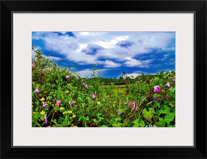 A wildflower landscape with morning glory and dandelion.