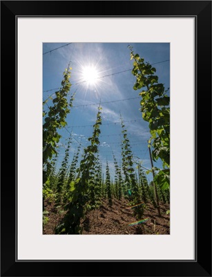 A Field Of Hops Plants In Lower Bavaria, Germany