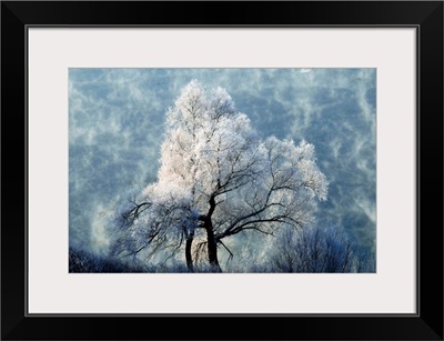 A Tree Covered In  Ice