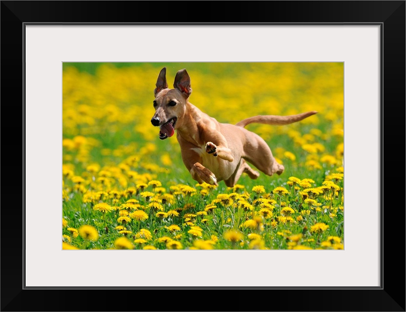 A Whippet Running Through Meadow Covered In Dandelions