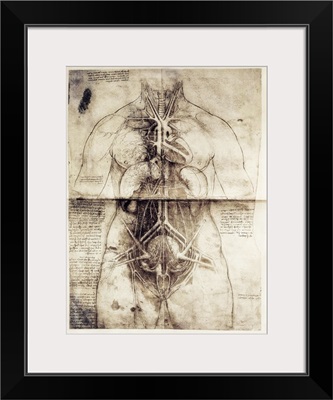 Anatomic studio drawing