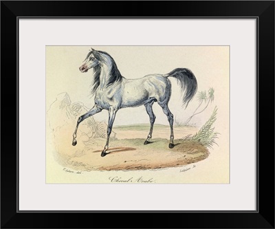Arabian Horse, Domestic Animals, from de Buffon