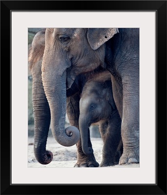 Asian Elephants With Their Baby Standing In Their Zoo Enclosure