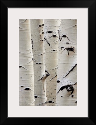 Birch Trees In Row, Close-Up Of Trunks