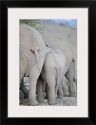 Elephants In Sanbona Wildlife Reserve, Western Cape, Cape town, South Africa