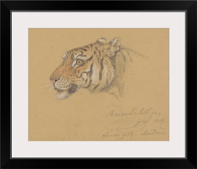 Head of a Tiger, by Raden Saleh, 1847, Indonesian water color painting