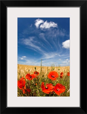 Poppies Blooming In Field