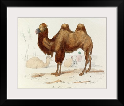 The Camel, 'Quadrupeds', from de Buffon