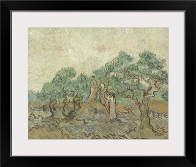 The Olive Orchard, by Vincent van Gogh, 1889