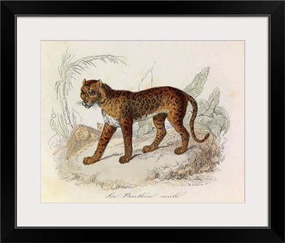 The Panther, 'Quadrupeds', from de Buffon