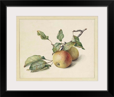 Two Apples on a Branch, by Johannes Reekers, c . 1850-80