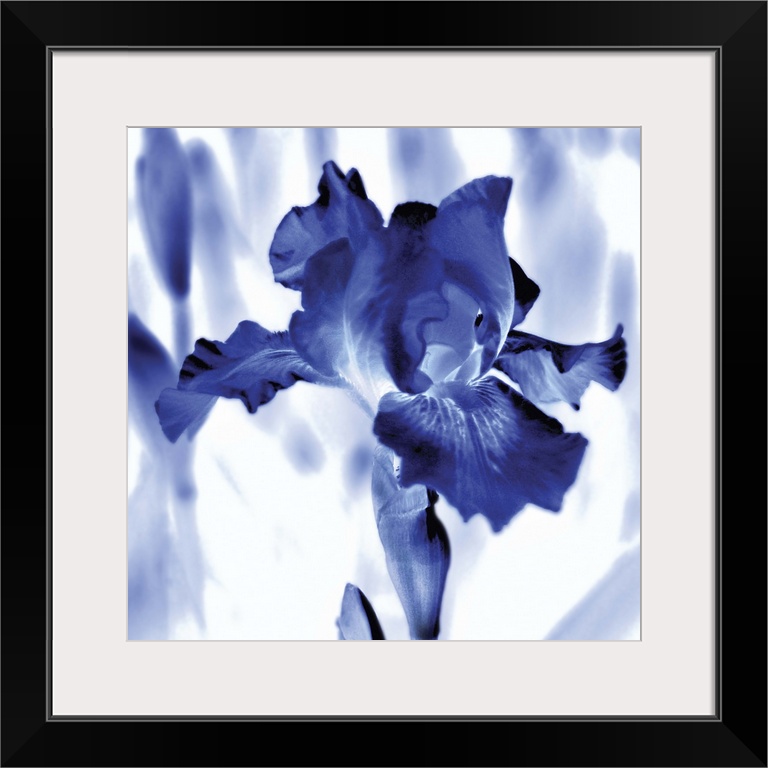 Square watercolor painting of an iris in indigo and white.