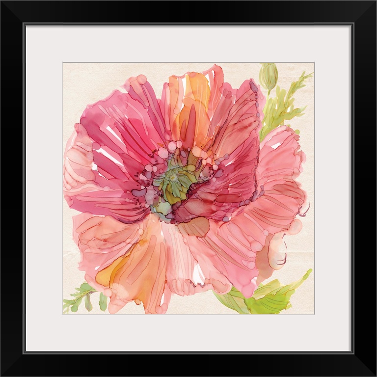Square watercolor painting of a pink poppy with some orange tones and bright green leaves.