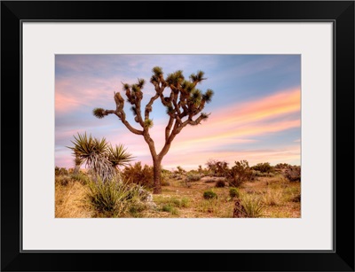 Joshua Tree Sunrise