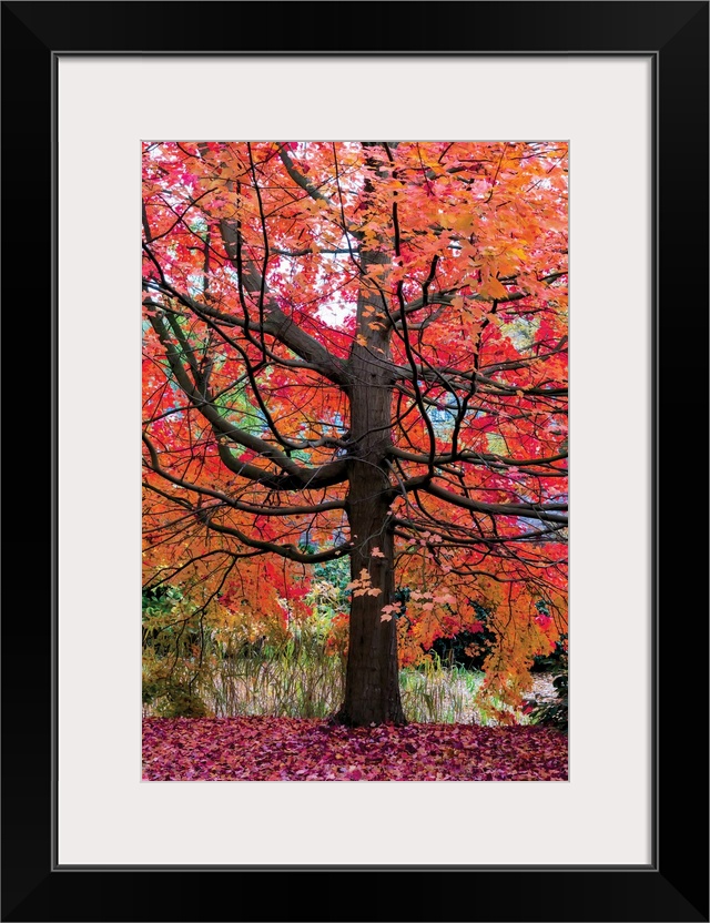 Photograph of a large and colorful maple tree during Fall.