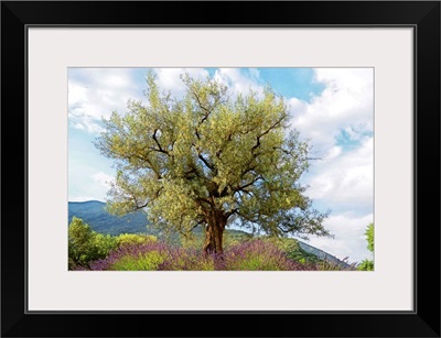 Olive Tree