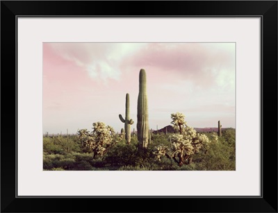 Organ Pipe Cactus National Monument