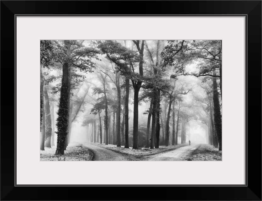 A split in a path through a forest with bright sunlight shining through the trees.