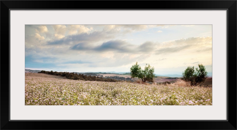 Field of wildflowers at sunset near Pienza, Tuscany, Italy.