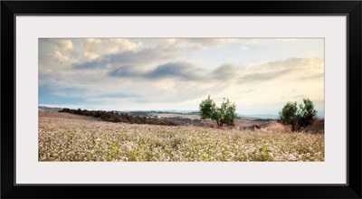 Tuscan Wildflowers