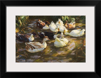 White Ducks In The Pond