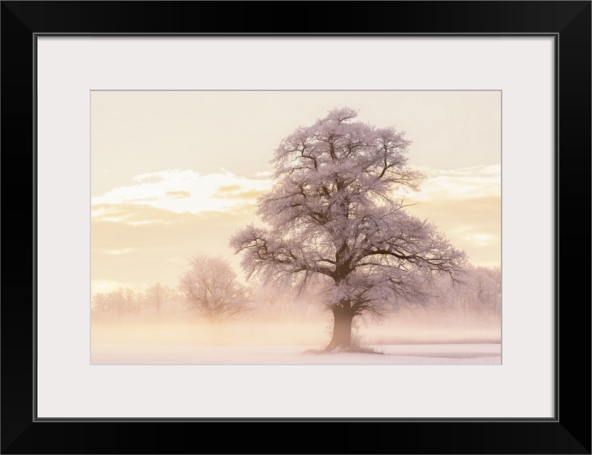 Large photograph of a foggy Winter landscape with snow covered trees and warm light from the sunrise.