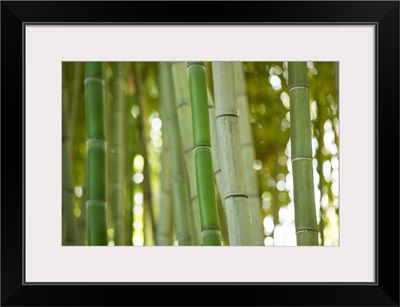 Bamboo and Bokeh I