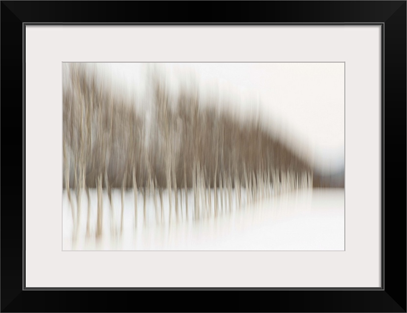 Birch Blur I