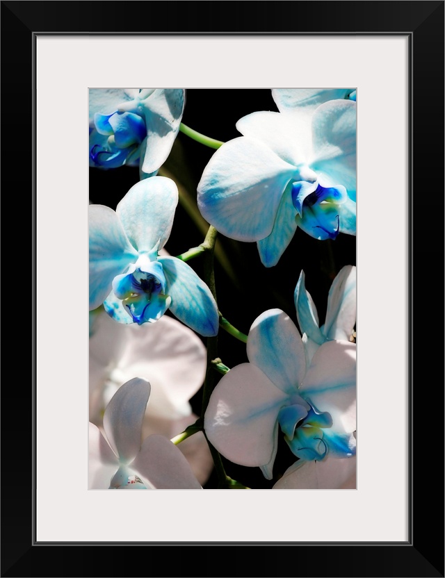 Tall canvas image of flowers against a black background.