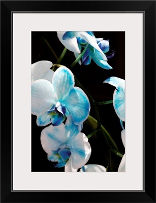 Blue Moth Orchids II