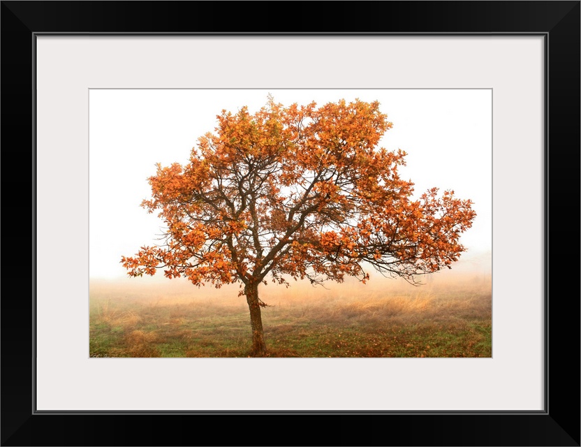 Nature photo of a single oak tree with turning color leaves in the middle of a foggy pasture.