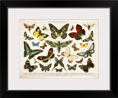 Butterfly Chart