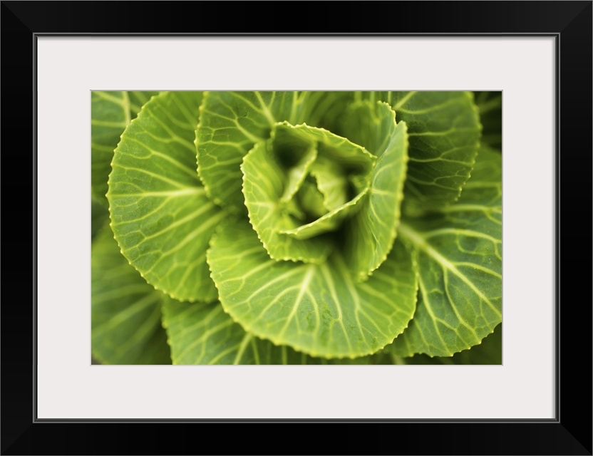 Cabbage Detail