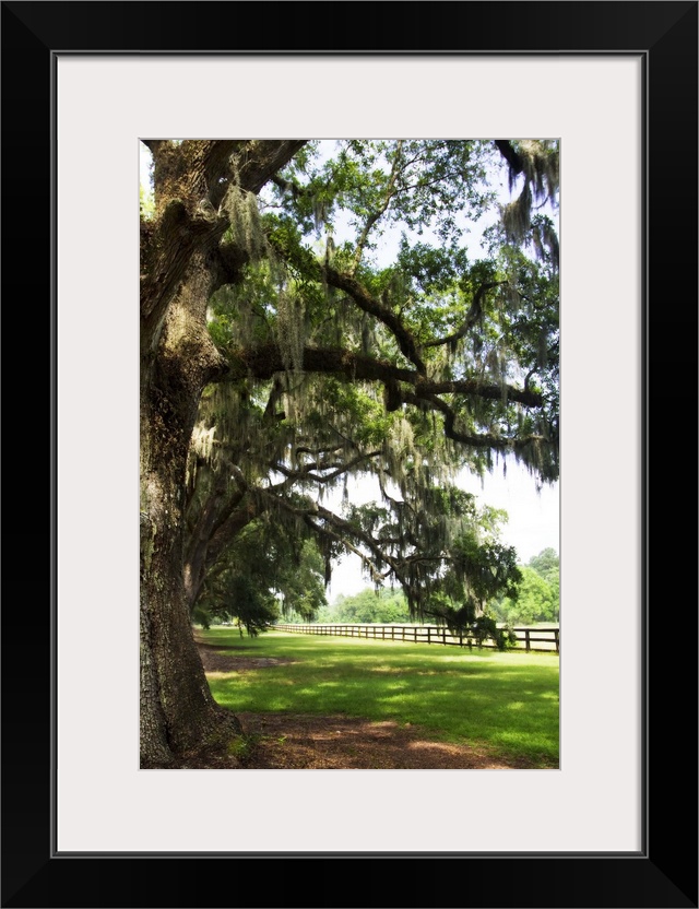 Charleston Oaks 5