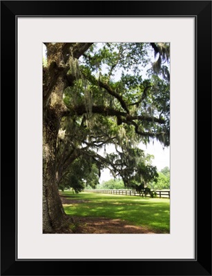 Charleston Oaks 5