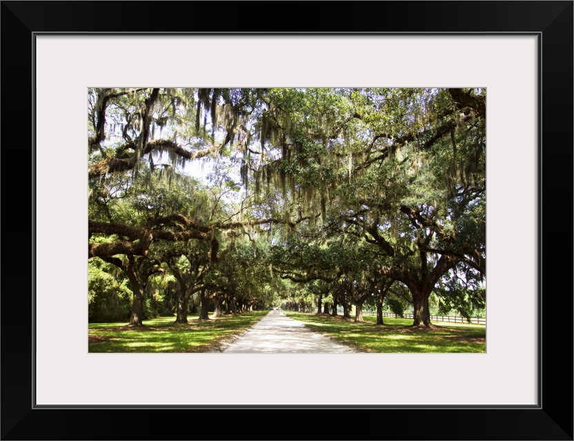 Photograph of large oak trees lining a path.