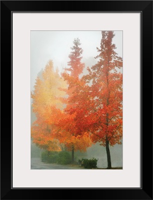 Colors in the Mist I