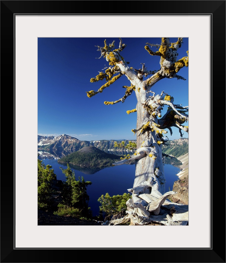 A tree growing at the edge of Crater Lake in Oregon.