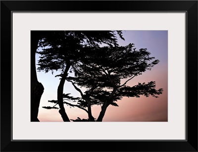 Cypress Silhouette I