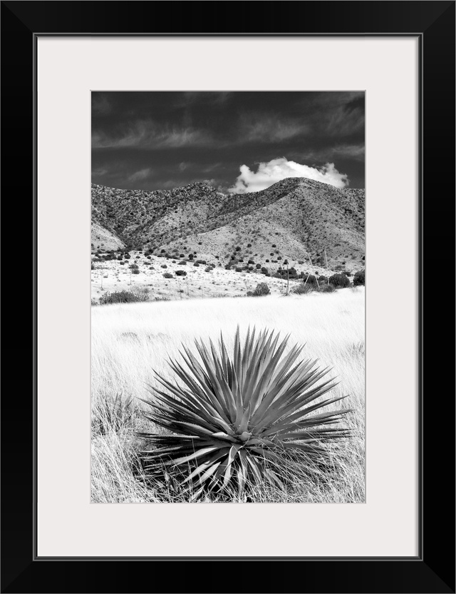 Desert Grasslands II - Black and White