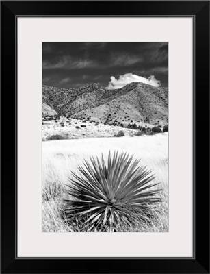 Desert Grasslands II - Black and White