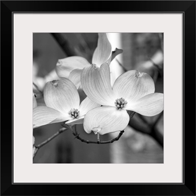 Dogwood Blossoms Black and White II, Square