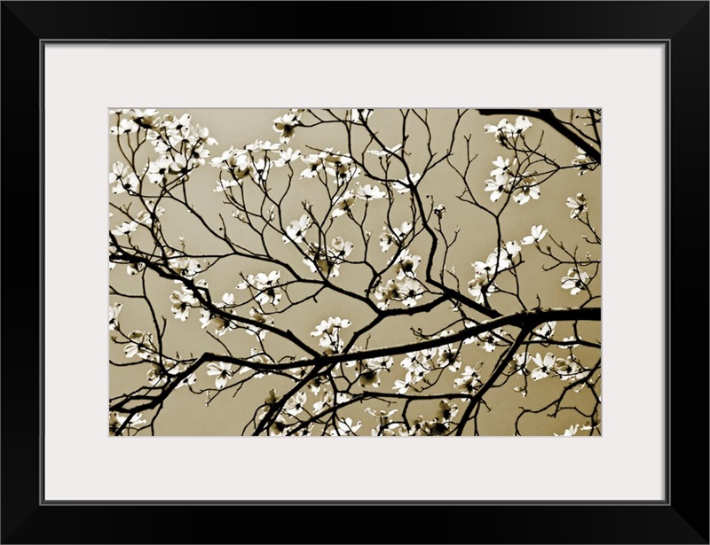 Dogwood I Wall Art, Canvas Prints, Framed Prints, Wall Peels Great