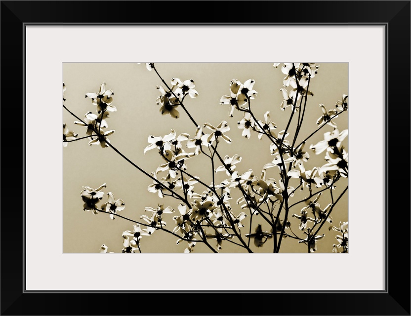 Large photograph centers on the budding branches of a tree against a bare background.